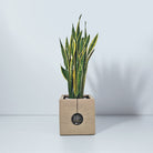 Snake Plant (Dracaena trifasciata) | Floor Plant, 90–100 cm - Acacia Garden Center