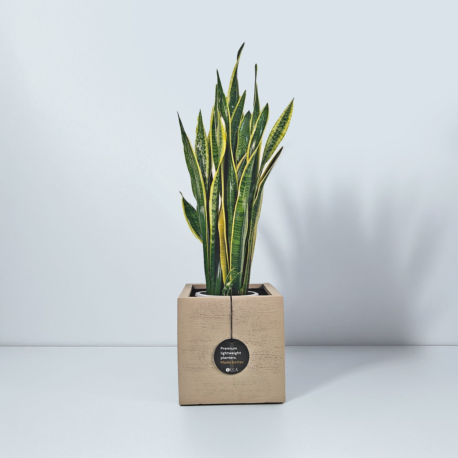 Snake Plant (Dracaena trifasciata) | Floor Plant, 90–100 cm - Acacia Garden Center