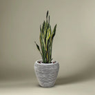 Snake Plant (Dracaena trifasciata) | Floor Plant, 90–100 cm - Acacia Garden Center