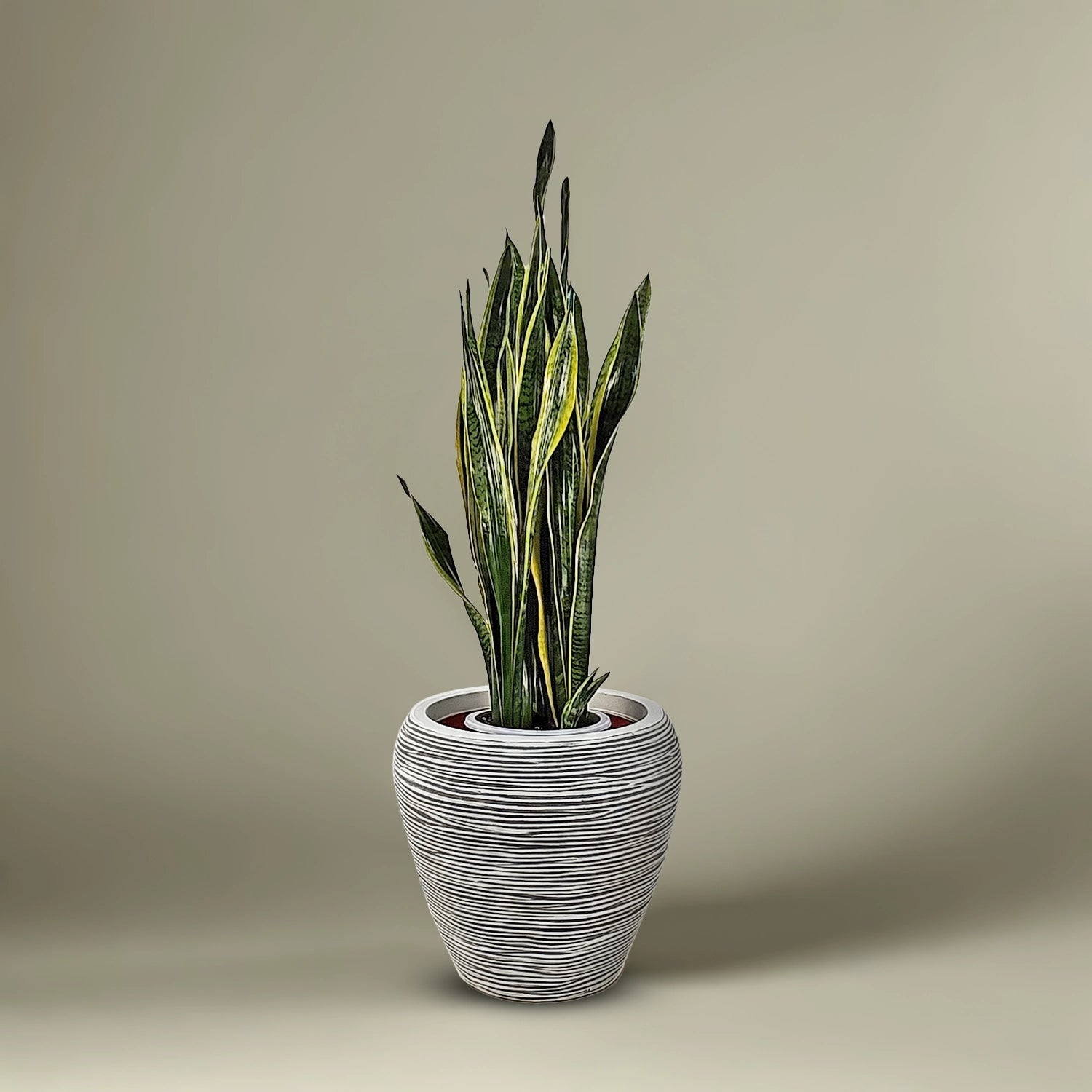 Snake Plant (Dracaena trifasciata) | Floor Plant, 90–100 cm - Acacia Garden Center