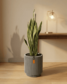 Snake Plant (Dracaena trifasciata) | Floor Plant, 90–100 cm - Acacia Garden Center