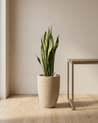 Snake Plant (Dracaena trifasciata) | Floor Plant, 90–100 cm - Acacia Garden Center