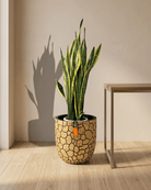 Snake Plant (Dracaena trifasciata) | Floor Plant, 90–100 cm - Acacia Garden Center