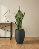 Snake Plant (Dracaena trifasciata) | Floor Plant, 90–100 cm - Acacia Garden Center