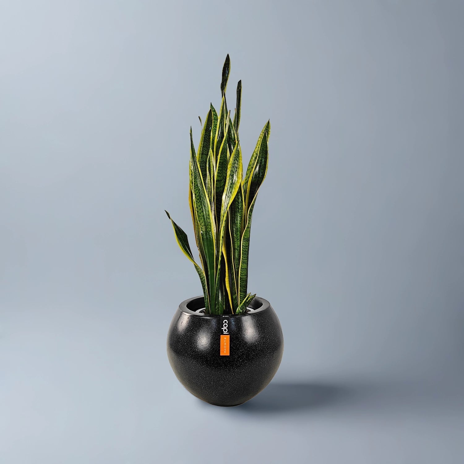 Snake Plant (Dracaena trifasciata) | Floor Plant, 90–100 cm - Acacia Garden Center