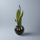 Snake Plant (Dracaena trifasciata) | Floor Plant, 90–100 cm - Acacia Garden Center