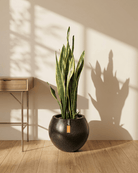 Snake Plant (Dracaena trifasciata) | Floor Plant, 90–100 cm - Acacia Garden Center