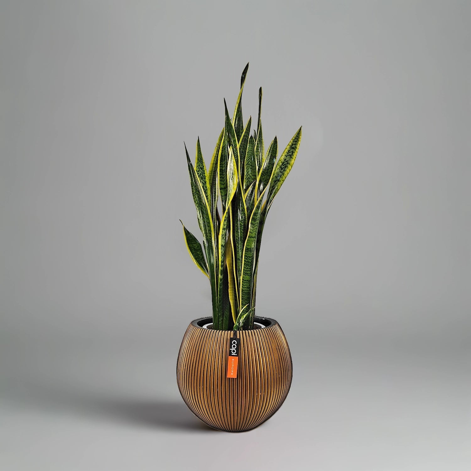 Snake Plant (Dracaena trifasciata) | Floor Plant, 90–100 cm - Acacia Garden Center