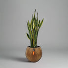 Snake Plant (Dracaena trifasciata) | Floor Plant, 90–100 cm - Acacia Garden Center