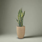 Snake Plant (Dracaena trifasciata) | Floor Plant, 90–100 cm - Acacia Garden Center