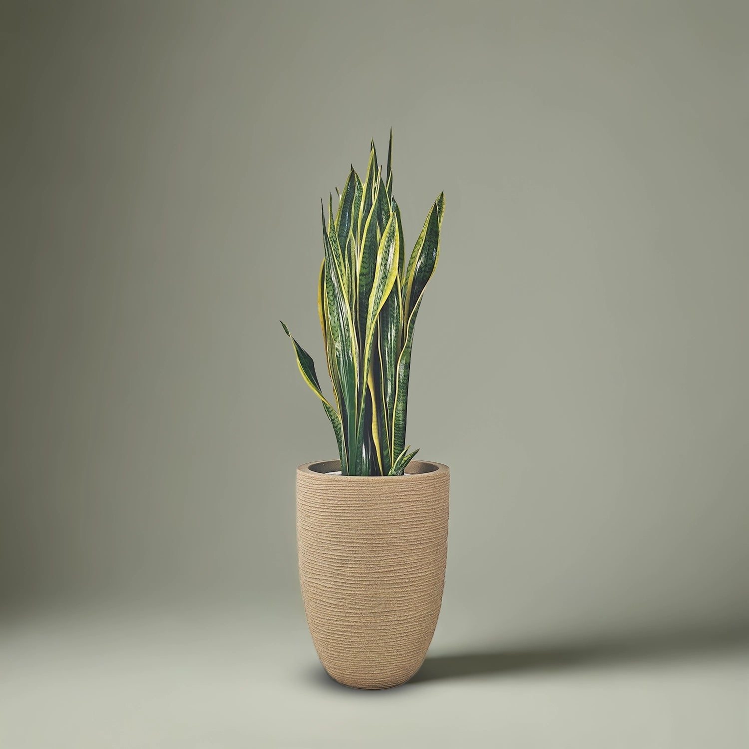 Snake Plant (Dracaena trifasciata) | Floor Plant, 90–100 cm - Acacia Garden Center