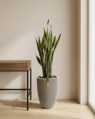 Snake Plant (Dracaena trifasciata) | Floor Plant, 90–100 cm - Acacia Garden Center