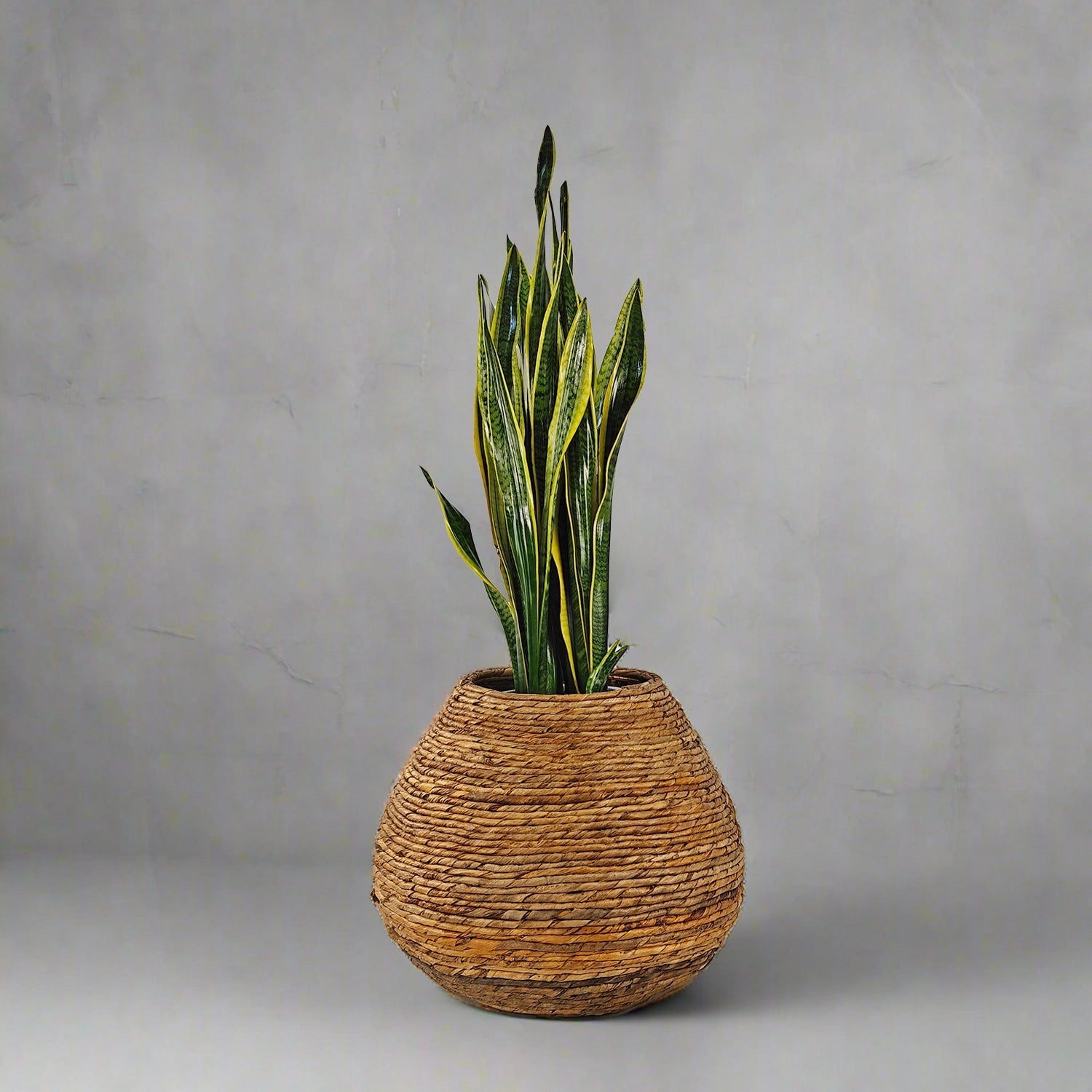 Snake Plant (Dracaena trifasciata) | Floor Plant, 90–100 cm - Acacia Garden Center