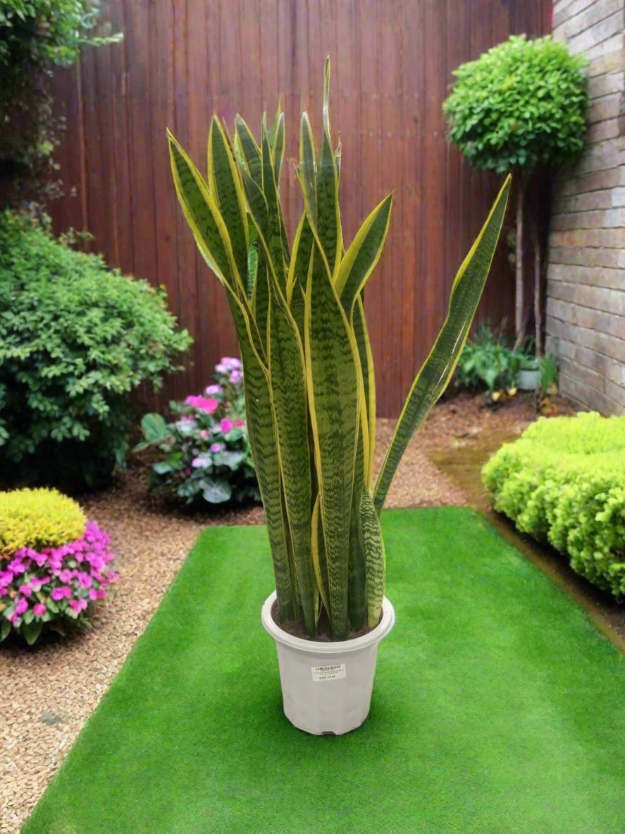 Snake Plant (Dracaena Trifasciata | Mother's in law tongue) - Acacia Garden Center