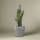 Snake Plant (Dracaena Trifasciata | Mother's in law tongue) | 60 - 70 cm - Acacia Garden Center