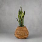 Snake Plant (Dracaena Trifasciata | Mother's in law tongue) | 60 - 70 cm - Acacia Garden Center