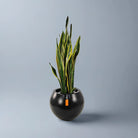 Snake Plant (Dracaena Trifasciata | Mother's in law tongue) | 60 - 70 cm - Acacia Garden Center