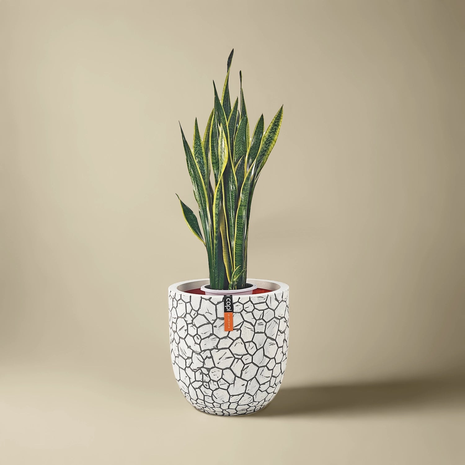 Snake Plant (Dracaena Trifasciata | Mother's in law tongue) | 60 - 70 cm - Acacia Garden Center