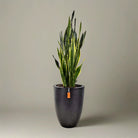 Snake Plant (Dracaena Trifasciata | Mother's in law tongue) | 60 - 70 cm - Acacia Garden Center
