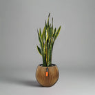 Snake Plant (Dracaena Trifasciata | Mother's in law tongue) | 60 - 70 cm - Acacia Garden Center