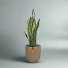 Snake Plant (Dracaena Trifasciata | Mother's in law tongue) | 60 - 70 cm - Acacia Garden Center