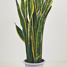 Snake Plant (Dracaena Trifasciata | Mother's in law tongue) | 60 - 70 cm - Acacia Garden Center