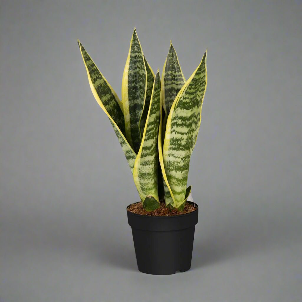 Snake Plant (Dracaena Trifasciata | Mother's in law tongue) - Acacia Garden Center