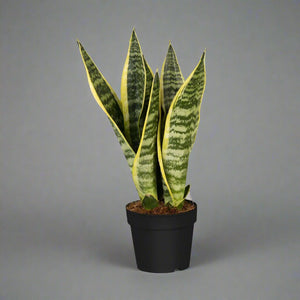 Snake Plant (Dracaena Trifasciata | Mother's in law tongue) - Acacia Garden Center