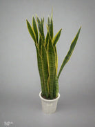 Snake Plant (Dracaena Trifasciata | Mother's in law tongue) - Acacia Garden Center