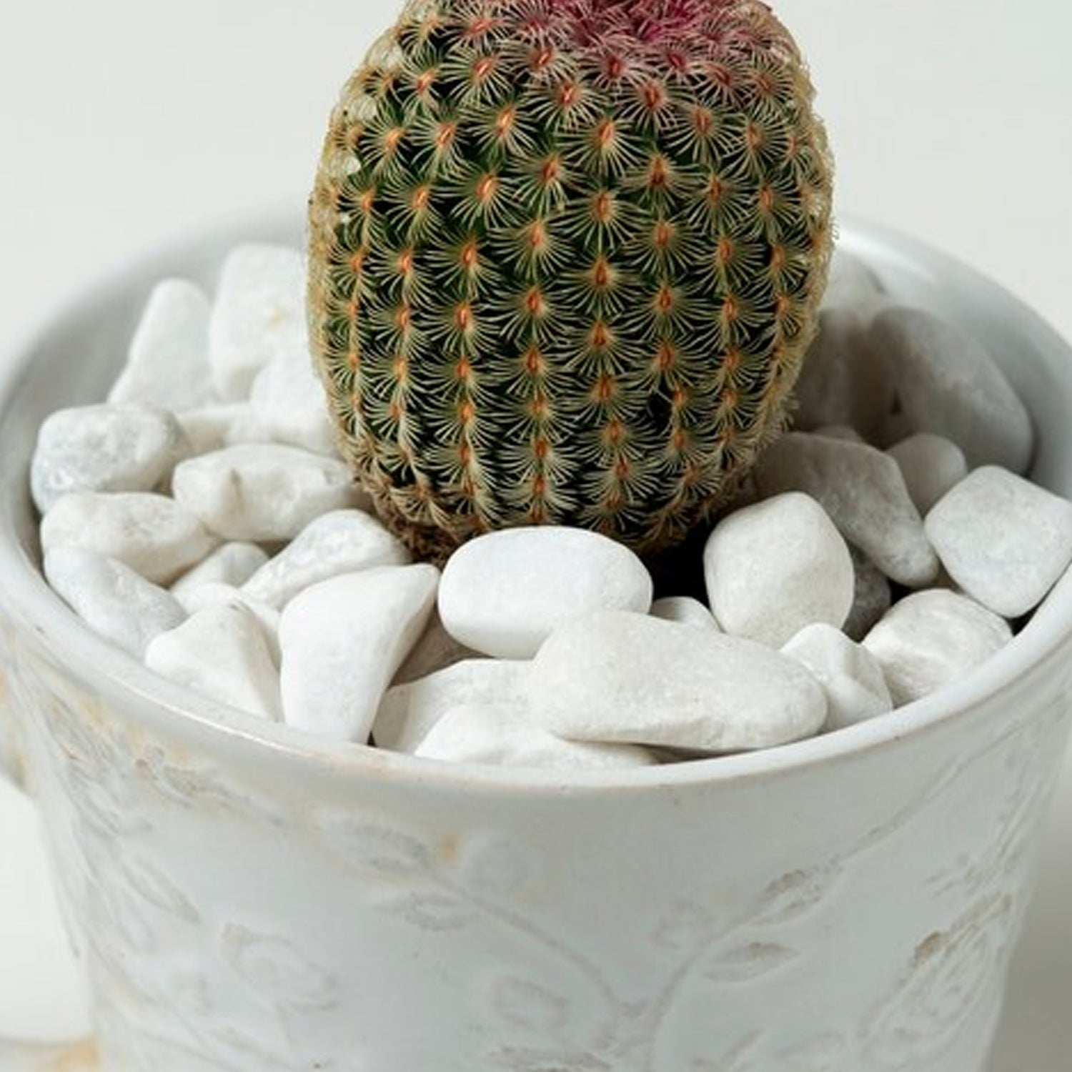 Snow White Pebbles - Acacia Garden Center
