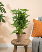 Song of Jamaica (Dracaena reflexa) | 30–40 cm - Acacia Garden Center