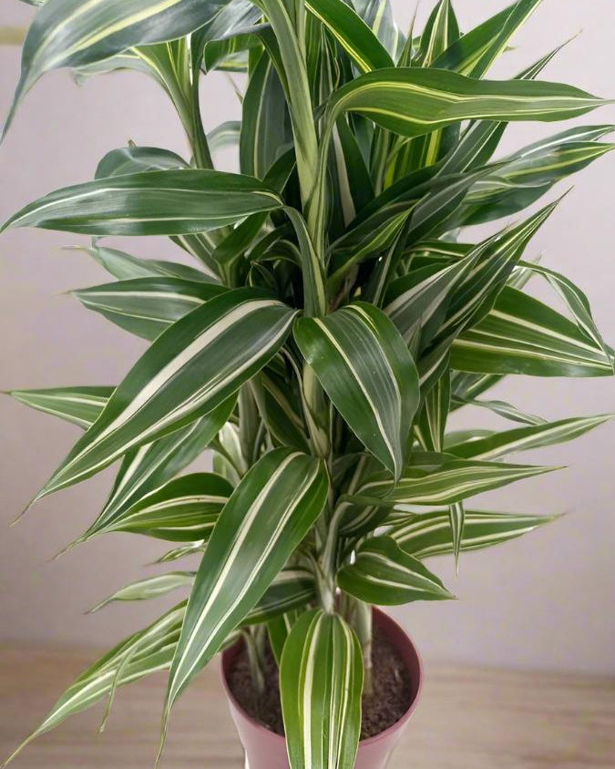 Song of Jamaica (Dracaena reflexa) | 30–40 cm - Acacia Garden Center