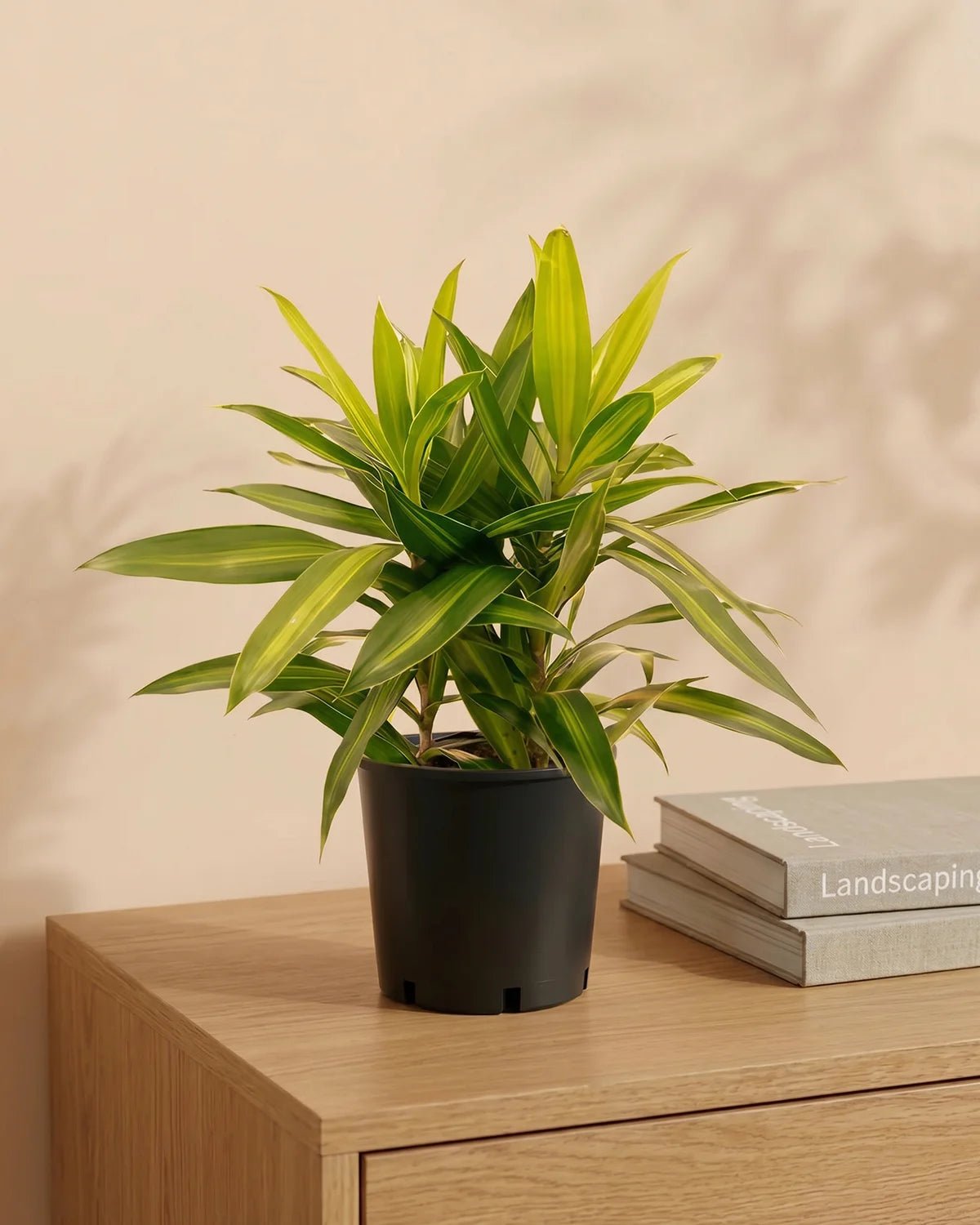 Song of Jamaica (Dracaena Reflexa) | Potted, 25–30 cm - Acacia Garden Center
