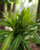 Song of Jamaica (Dracaena Reflexa) | Potted, 25–30 cm - Acacia Garden Center