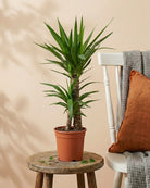 Spanish Bayonet (Yucca aloifolia) | 40–70 cm - Acacia Garden Center