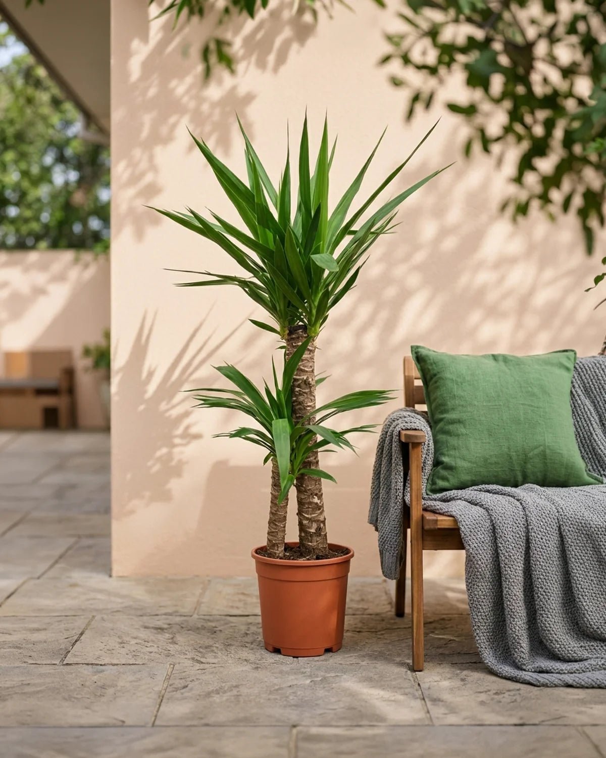 Spanish Bayonet (Yucca aloifolia) | 40–70 cm - Acacia Garden Center