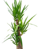 Spanish Bayonet (Yucca aloifolia) | 40–70 cm - Acacia Garden Center