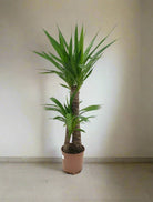 Spanish Boyonet (Yucca loifolia) - Acacia Garden Center