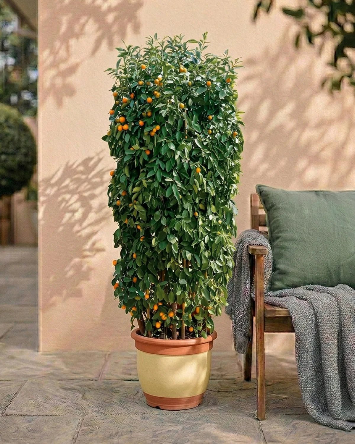 Spanish Lemon Tree (Citrus limon) | Established Specimen, 1.5–2.0 m - Acacia Garden Center