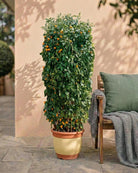 Spanish Lemon Tree (Citrus limon) | Established Specimen, 1.5–2.0 m - Acacia Garden Center