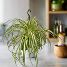 Spider Plant (Chlorophytum comosum) | Potted, Dia. 15–20 cm - Acacia Garden Center