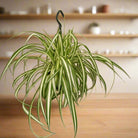 Spider Plant (Chlorophytum comosum) | Potted, Dia. 15–20 cm - Acacia Garden Center