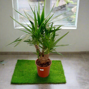 Spineless Yucca (Yucca elephantipes | Giant yucca | Spike Plant) | 70 - 80cm - Acacia Garden Center