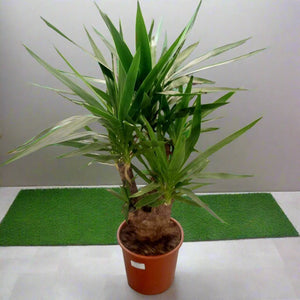 Spineless Yucca (Yucca elephantipes | Giant yucca | Spike Plant) | 70 - 80cm - Acacia Garden Center