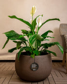 Struttura Balloon Bowl Low | Wide Profile, Dia. 30–55 cm - Acacia Garden Center