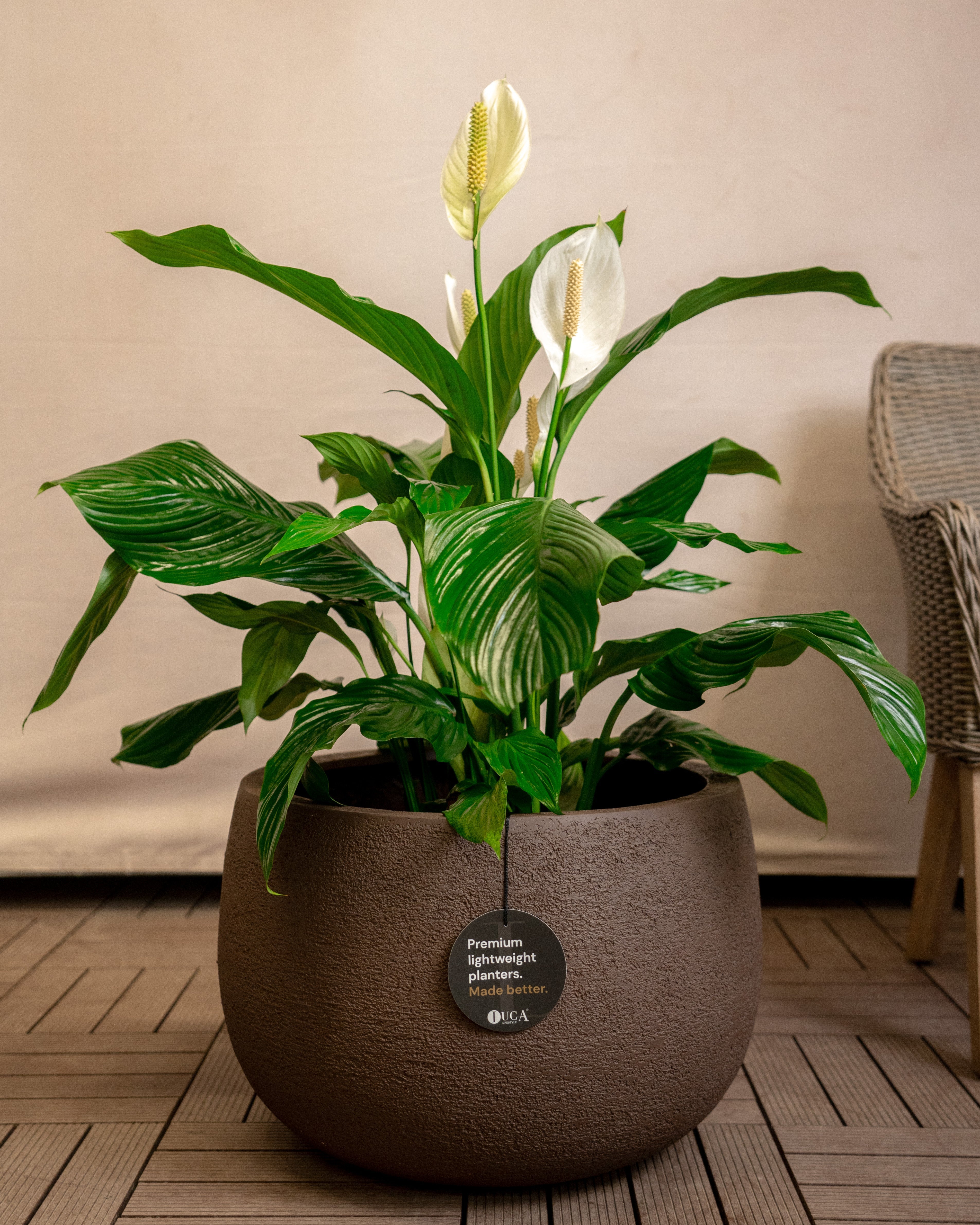 Struttura Balloon Bowl Low | Wide Profile, Dia. 30–55 cm - Acacia Garden Center