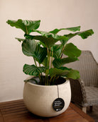 Struttura Balloon Bowl Low | Wide Profile, Dia. 30–55 cm - Acacia Garden Center