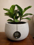Struttura Balloon Bowl Low | Wide Profile, Dia. 30–55 cm - Acacia Garden Center