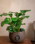 Struttura Balloon Bowl Low | Wide Profile, Dia. 30–55 cm - Acacia Garden Center