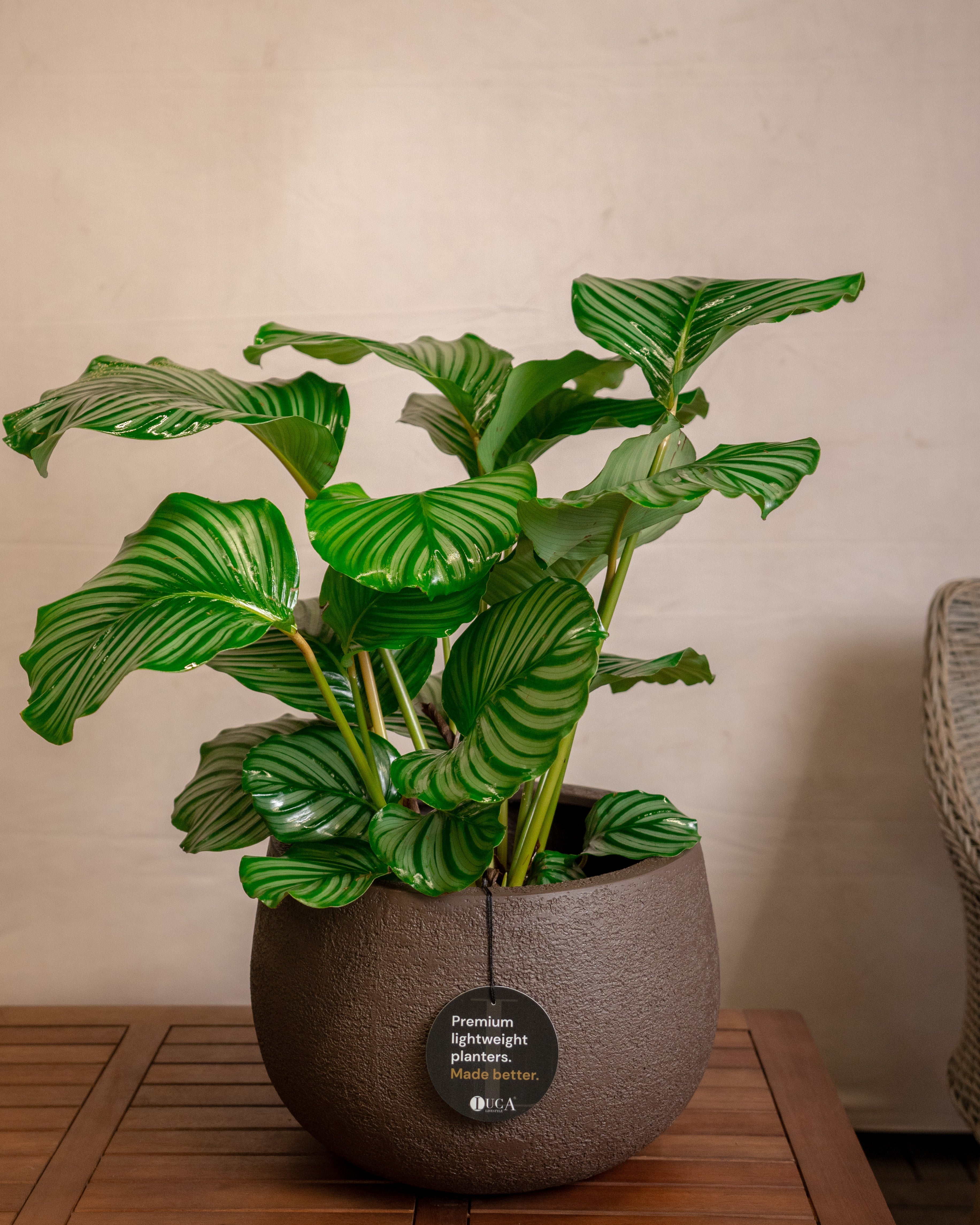 Struttura Balloon Bowl Low | Wide Profile, Dia. 30–55 cm - Acacia Garden Center
